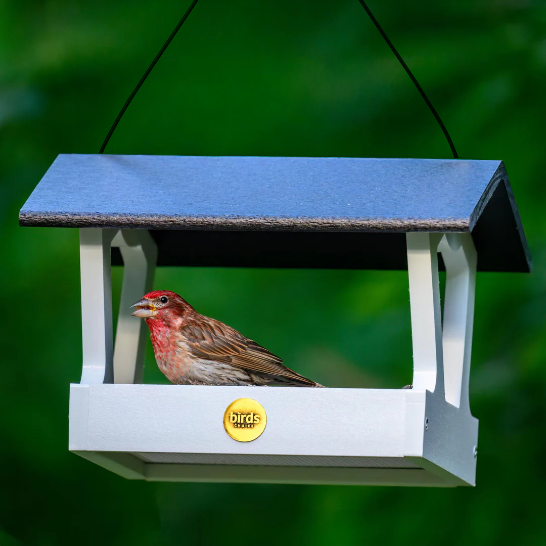 Backyard birding