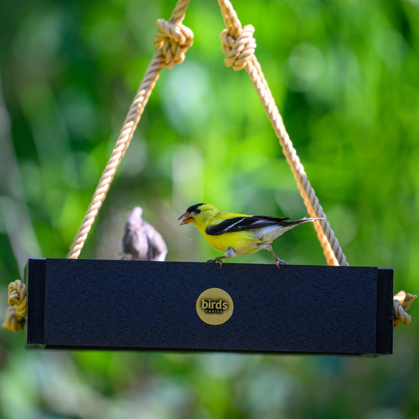 Modern Farmhouse Small Hanging Platform Bird Feeder in Black