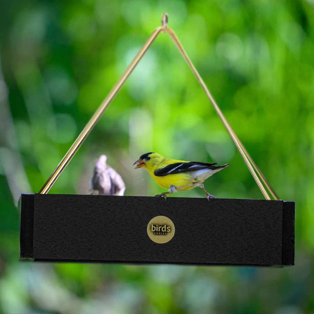 Backyard birding