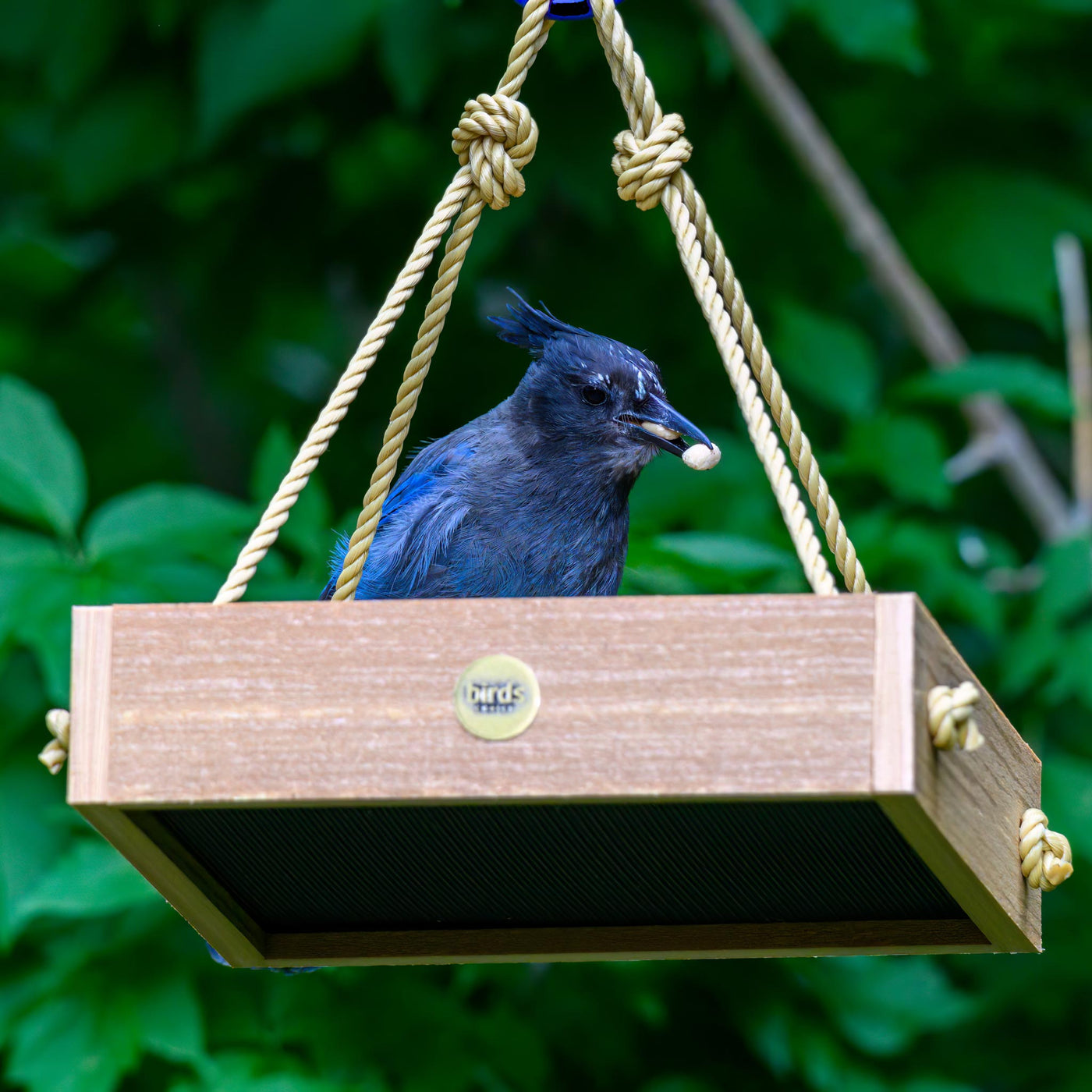 Modern Farmhouse Small Hanging Platform Feeder in Natural Teak