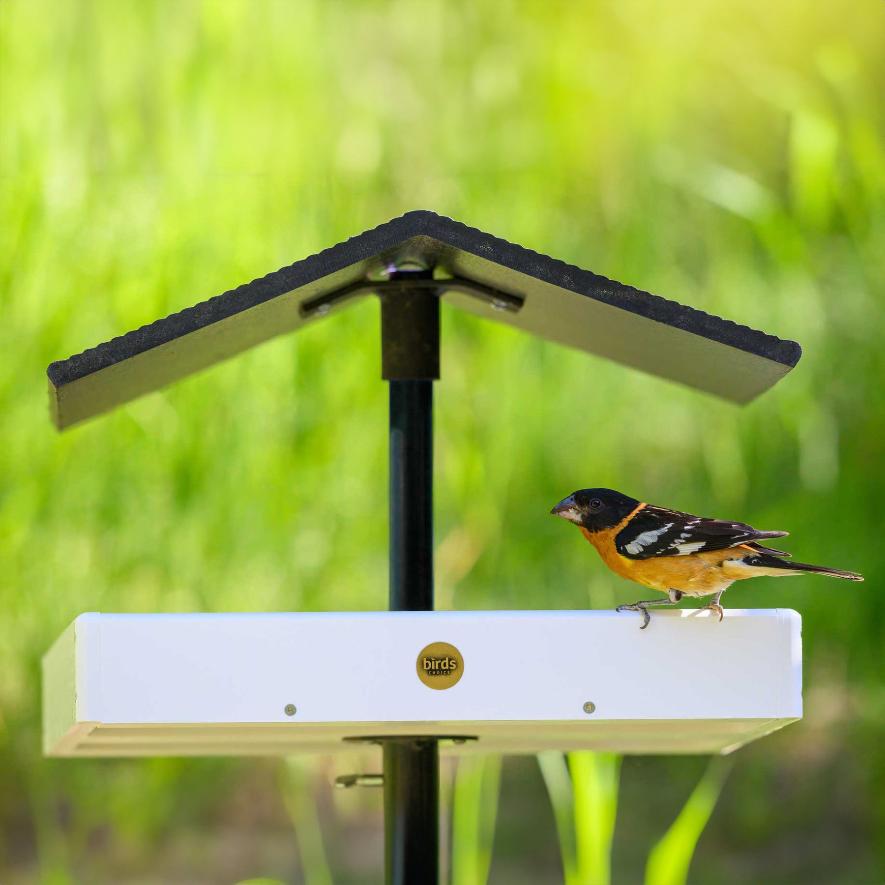 Bird Module With Loading Platform Modern Farmhouse Seed Catcher Platform Bird Feeder Pole Mount in White ...