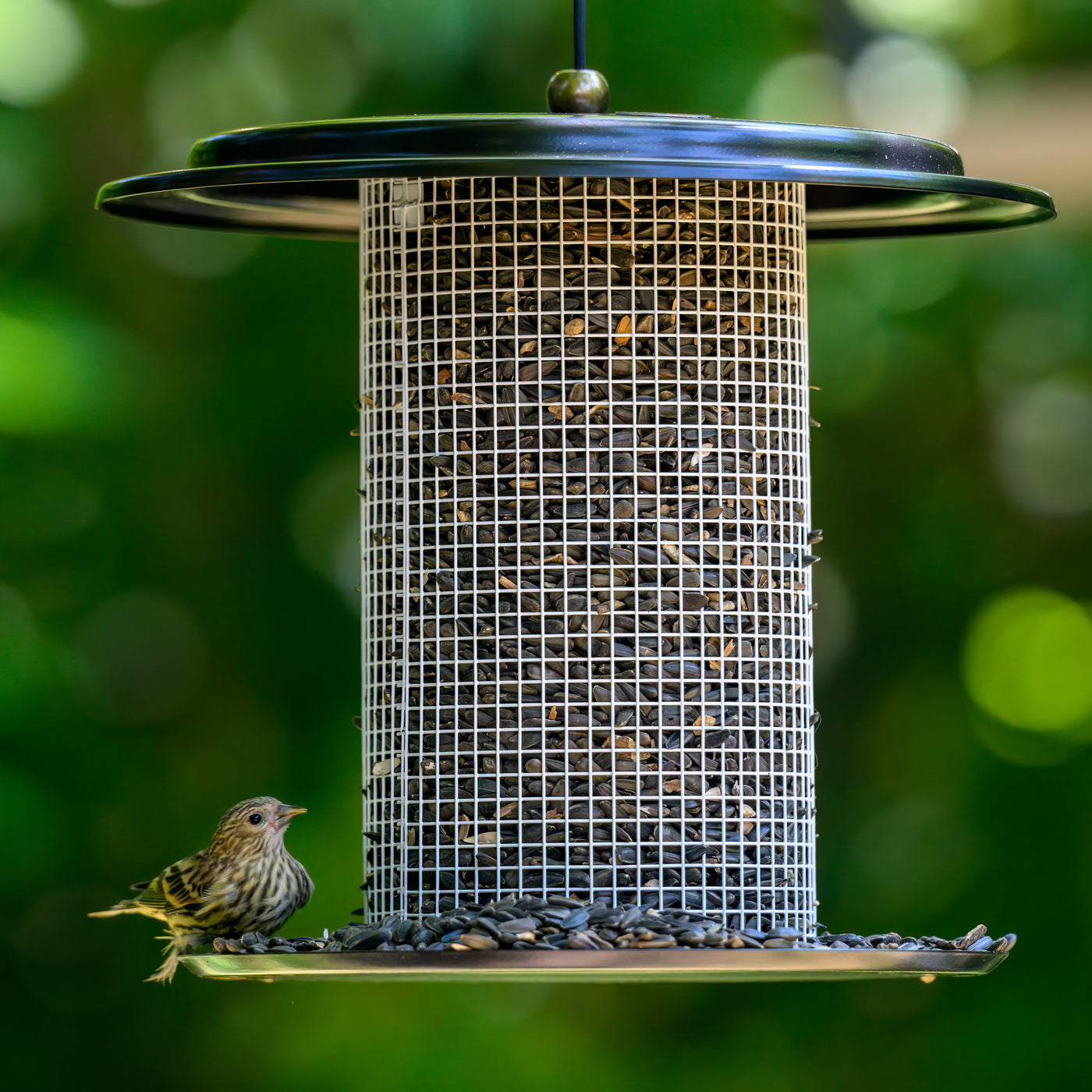 Modern Farmhouse Sunflower Seed Bird Feeder in Black and White