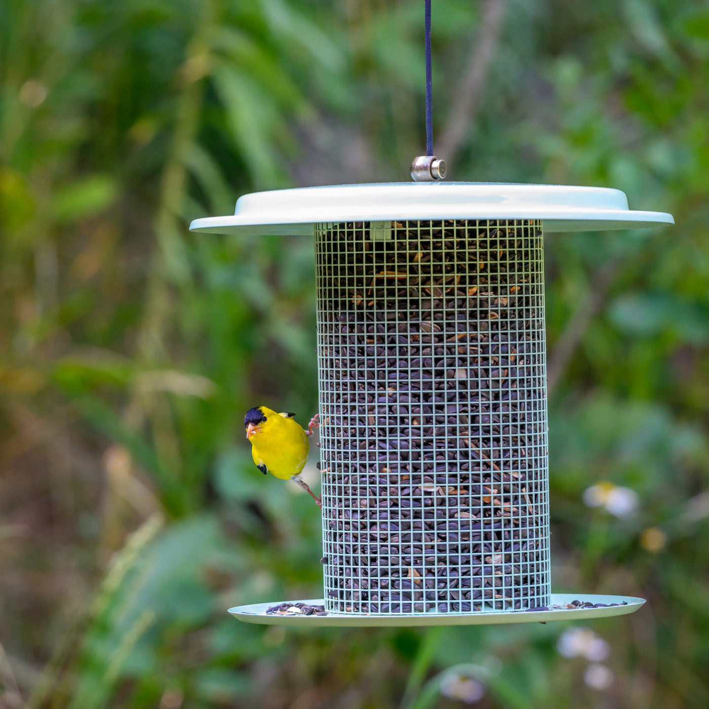 Modern Farmhouse Sunflower Seed Bird Feeder in Sage Green - Birds Choice