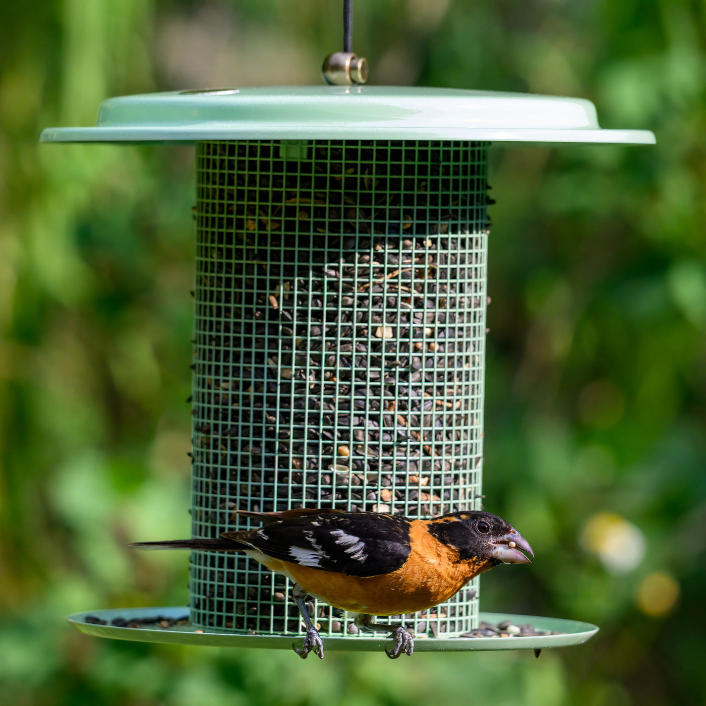 Modern Farmhouse Sunflower Seed Bird Feeder in Sage Green - Birds Choice