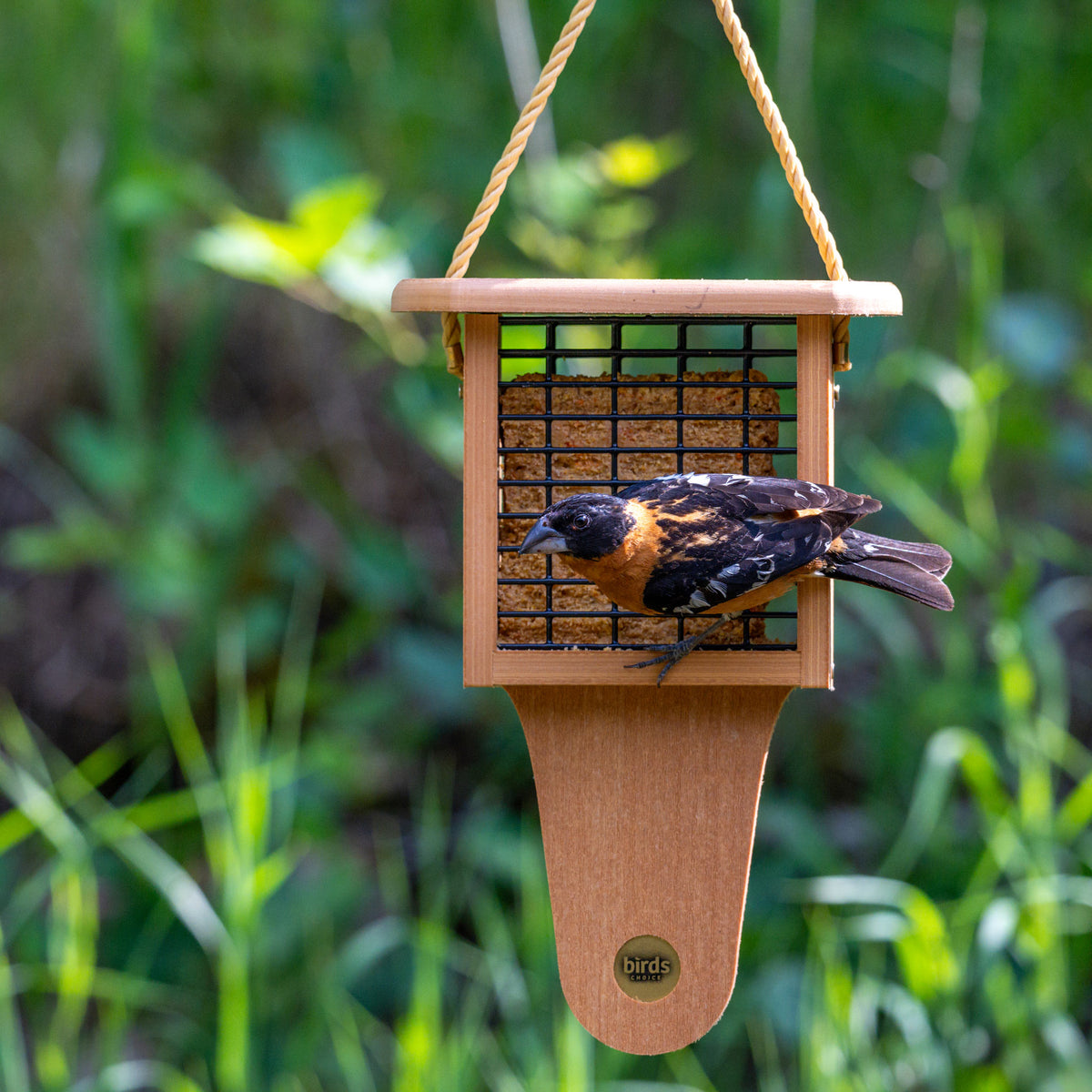 Modern Farmhouse Suet Feeder with Tail Prop in Natural Teak - Birds Choice
