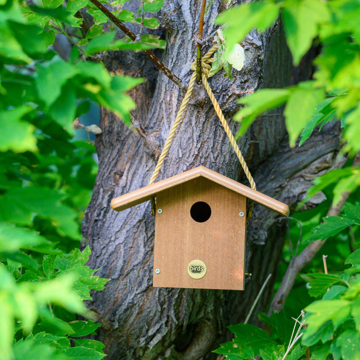 Modern Farmhouse Wren House in Natural Teak - Birds Choice