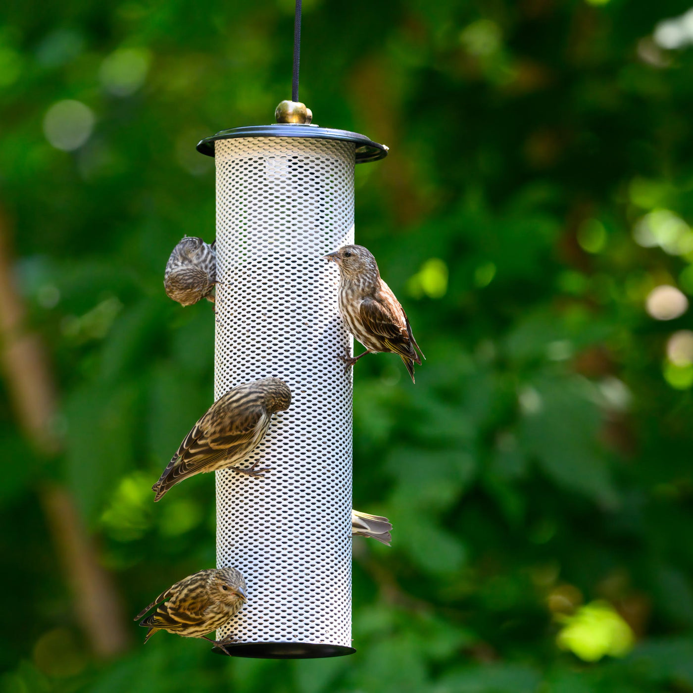 Modern Farmhouse Finch Feeder in Black and White