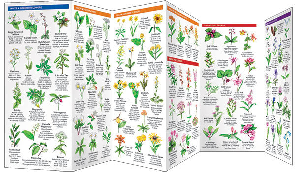 Michigan Trees & Wildflowers Pocket Guide