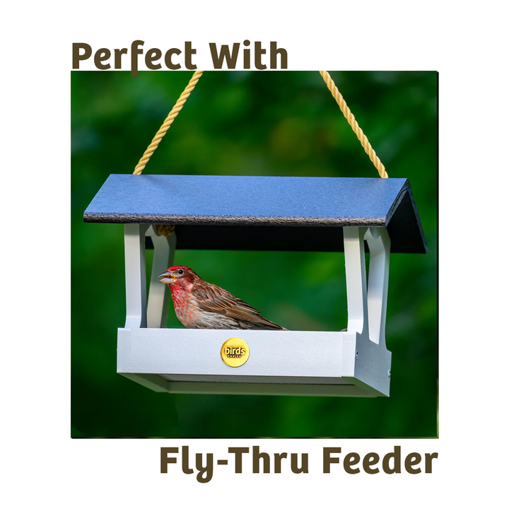 Mealworms - 5 lbs. - Birds Choice