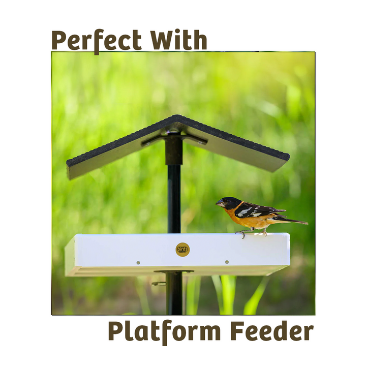 Mealworms - 5 lbs. - Birds Choice