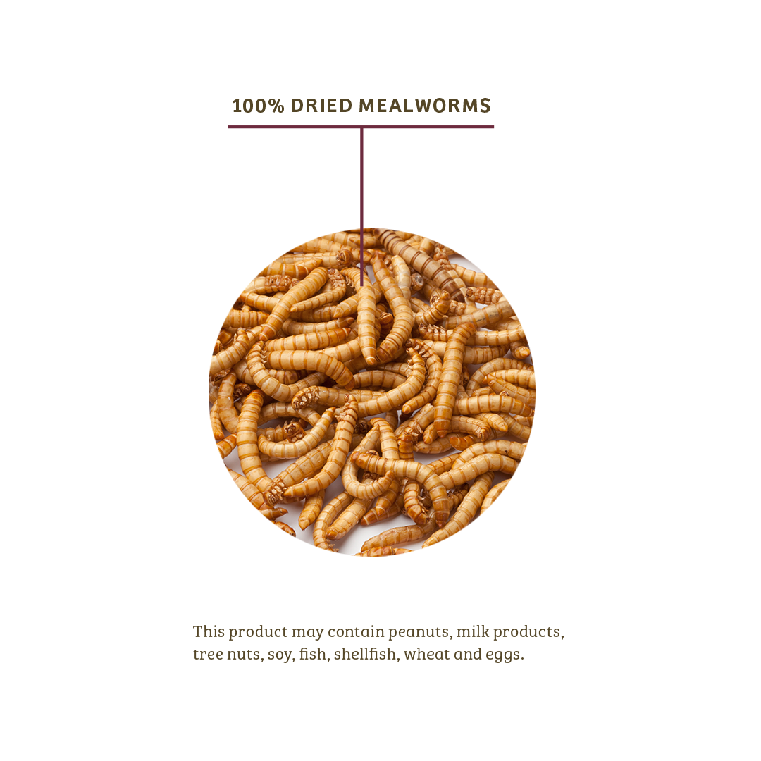 Mealworms - 5 lbs. - Birds Choice
