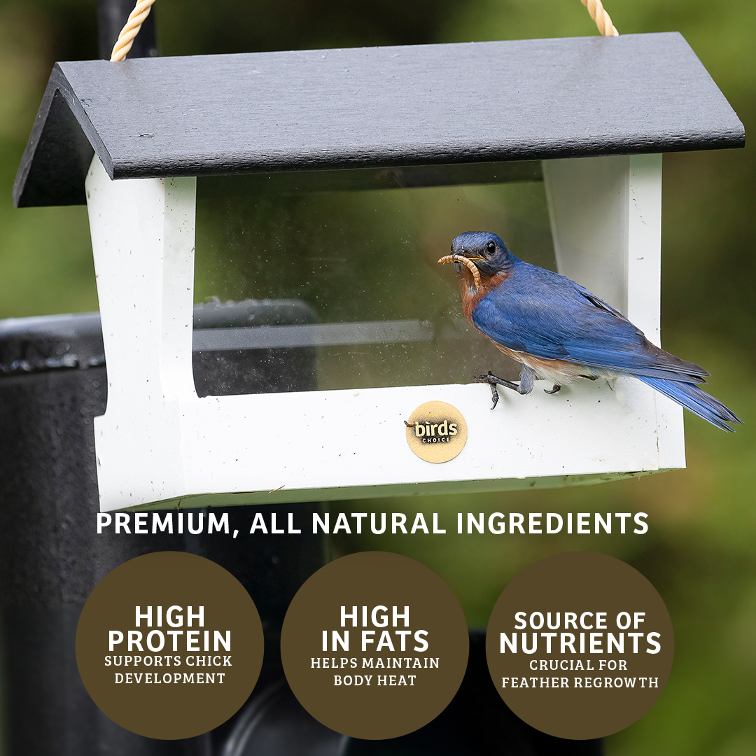Mealworms - 5 lbs. - Birds Choice