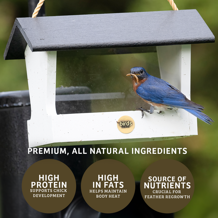 Mealworms - 5 lbs. - Birds Choice