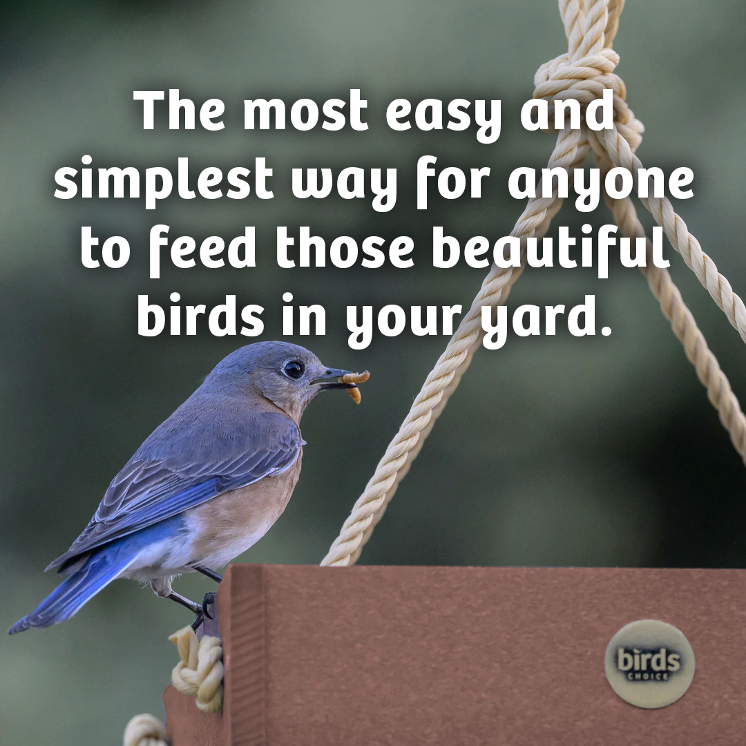 Mealworms - 5 lbs. - Birds Choice
