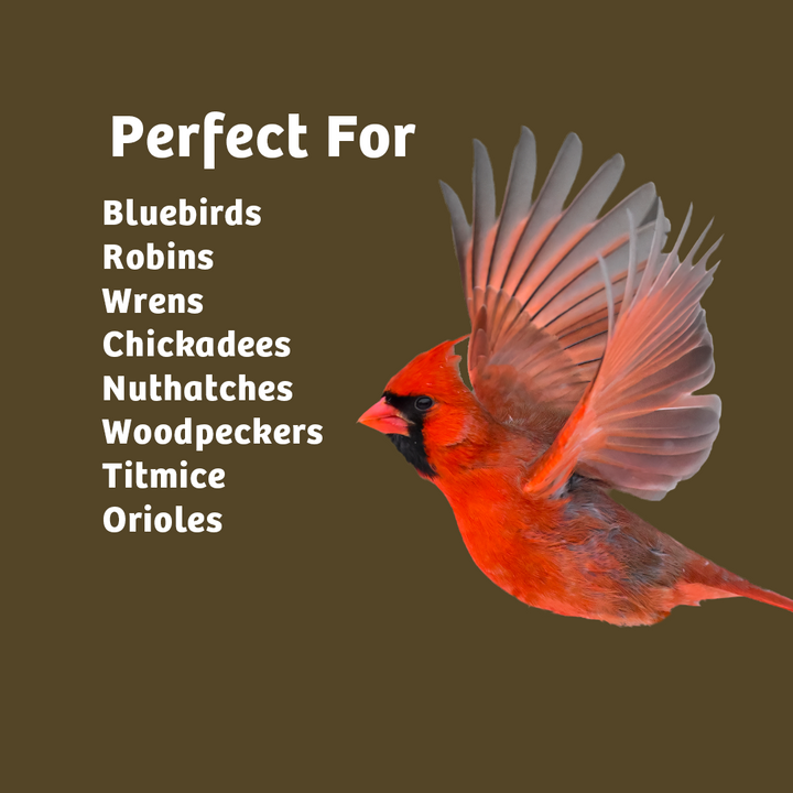 Mealworms - 5 lbs. - Birds Choice