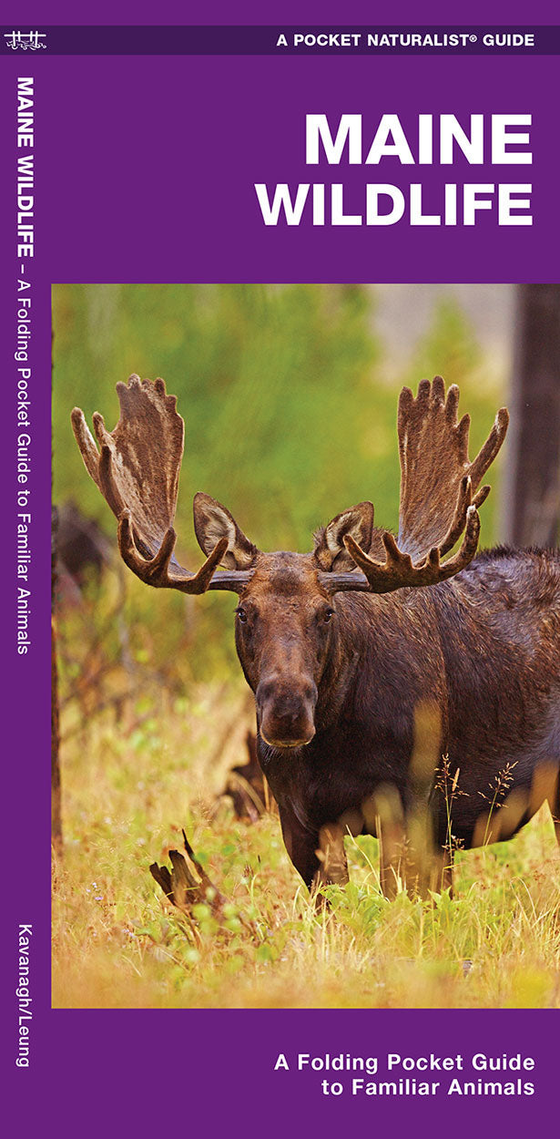 Maine Wildlife - Birds Choice