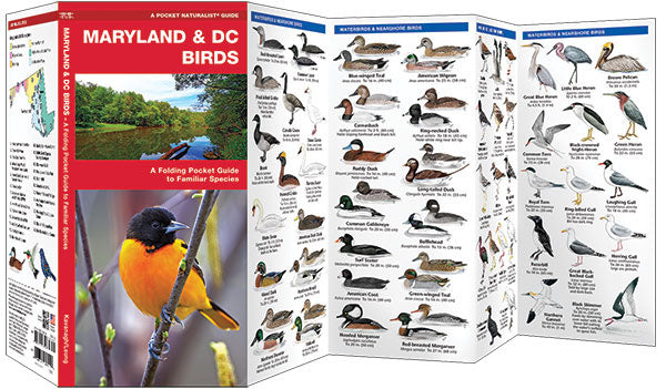 Maryland & DC Birds Pocket Guide