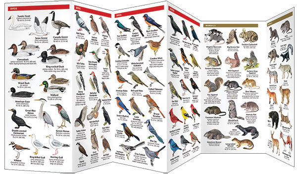 Maryland & DC Wildlife Pocket Guide