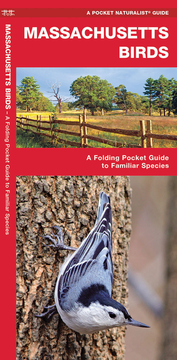 Massachusetts Birds Pocket Guide - Birds Choice