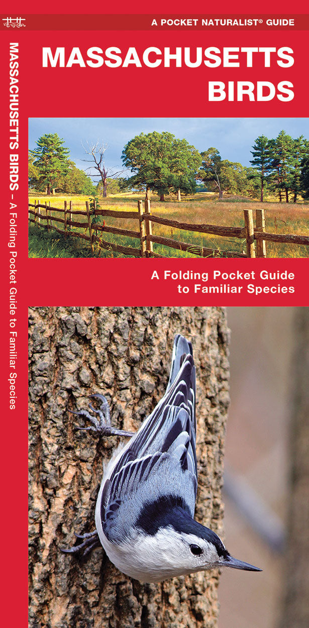 Massachusetts Birds Pocket Guide