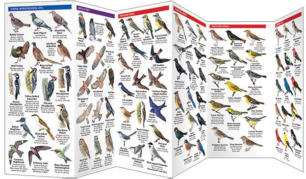 Massachusetts Birds Pocket Guide - Birds Choice