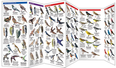 Massachusetts Birds Pocket Guide