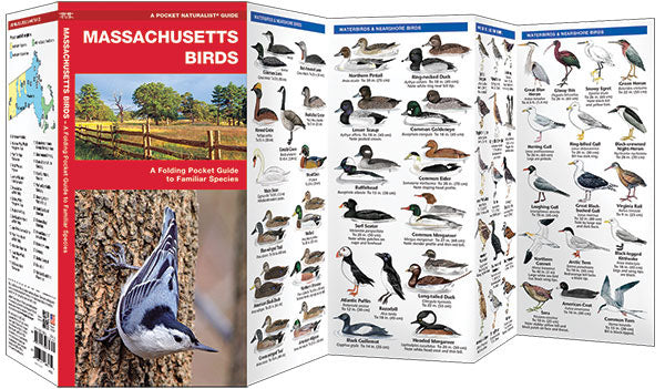 Massachusetts Birds Pocket Guide - Birds Choice