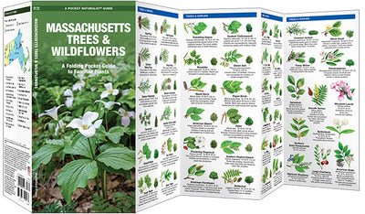 Massachusetts Trees & Wildflowers Pocket Guide