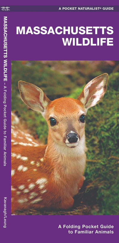 Massachusetts Wildlife Pocket Guide