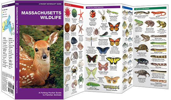 Massachusetts Wildlife Pocket Guide - Birds Choice