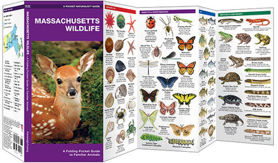 Massachusetts Wildlife Pocket Guide