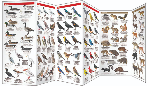 Minnesota Wildlife Pocket Guide