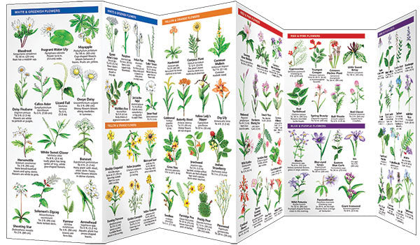 Mississippi Trees &amp; Wildflowers Pocket Guide - Birds Choice