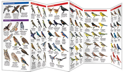 Missouri Birds Pocket Guide