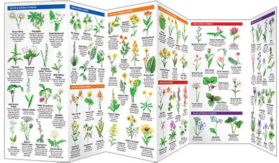 Missouri Trees & Wildflowers Pocket Guide