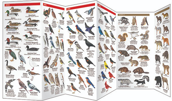 Missouri Wildlife Pocket Guide - Birds Choice