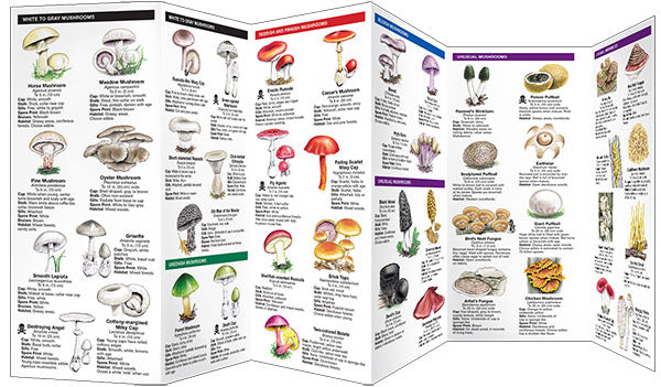 Mushrooms Pocket Guide