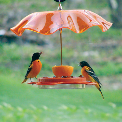 Oriolefest Oriole Nectar Feeder with Cover - 12 oz