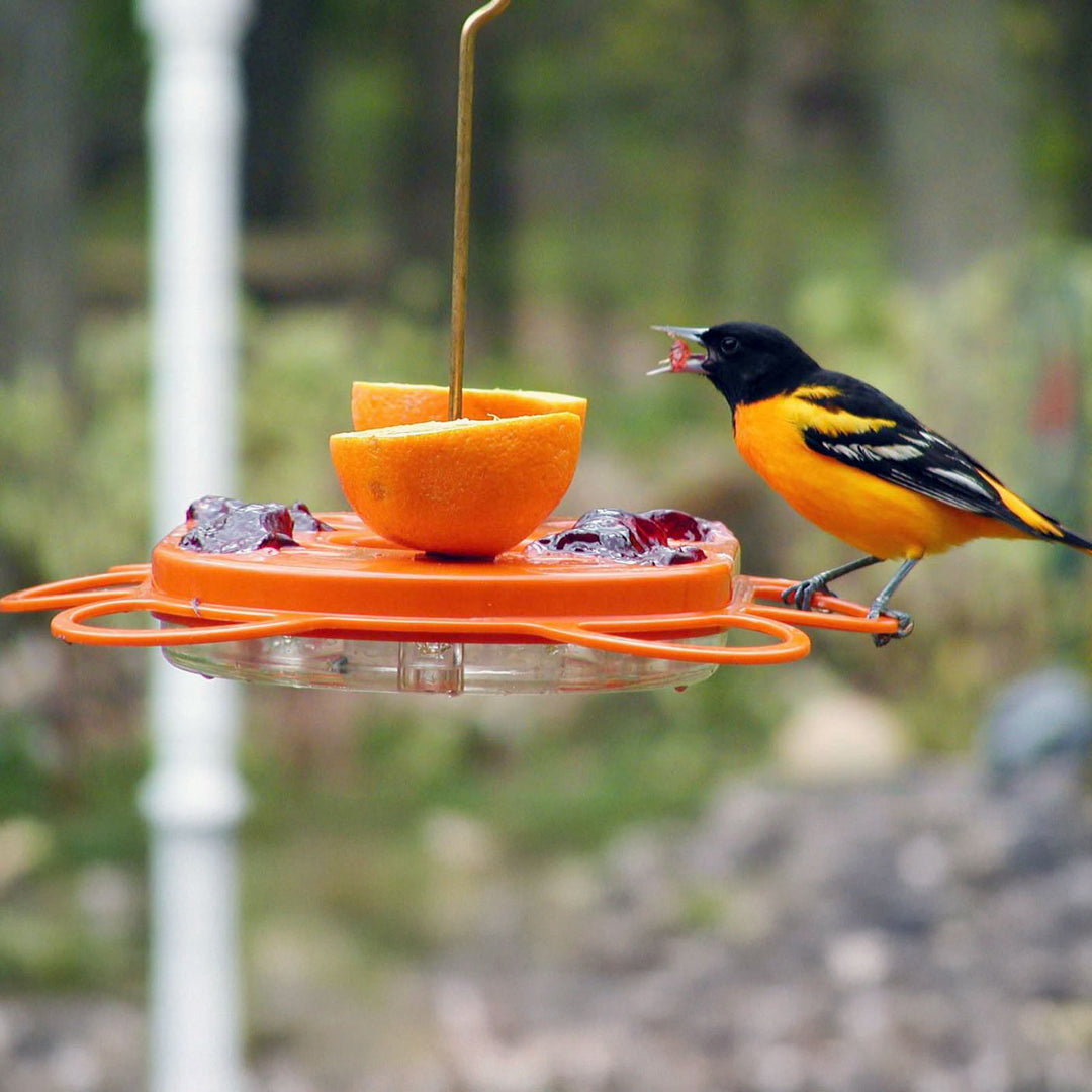 Oriolefest Oriole Bird Feeder for Oranges Jelly and 12 oz Nectar - Birds Choice