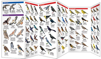 Nebraska Birds Pocket Guide