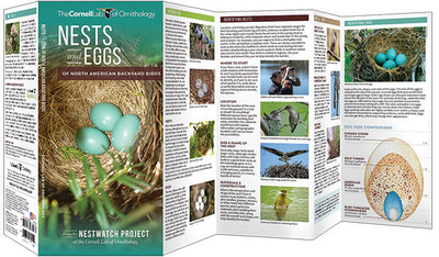 Nests And Eggs Of North American Backyard Birds
