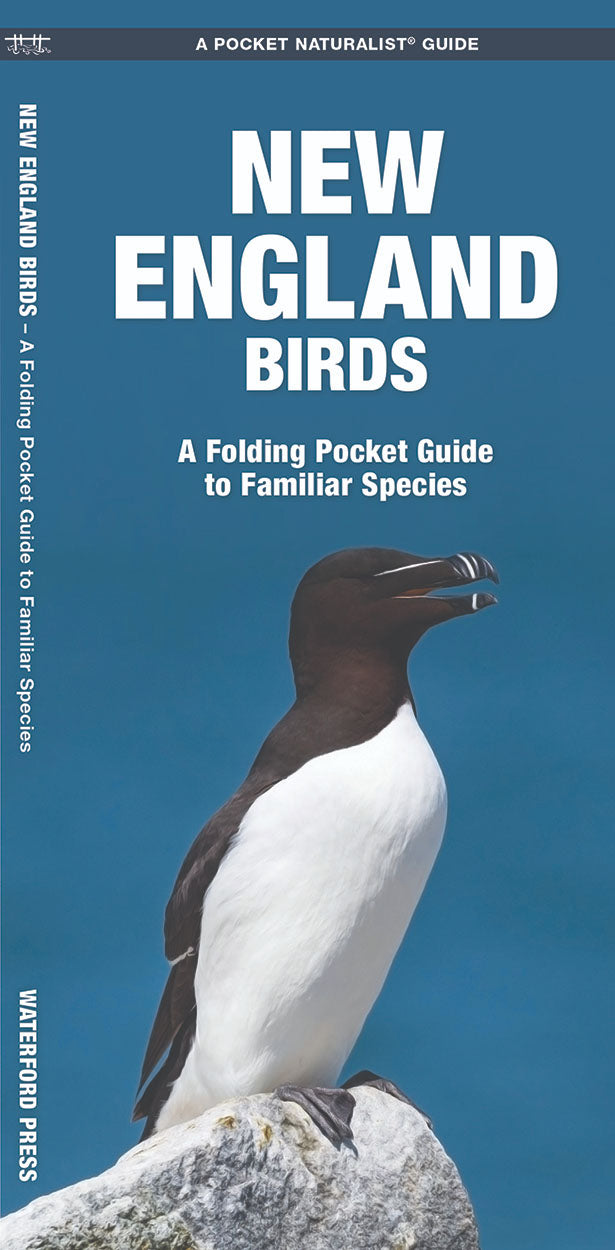 New England Birds Pocket Guide