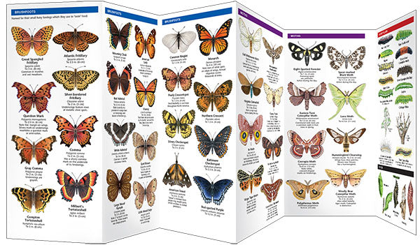 New England Butterflies & Moths Pocket Guide