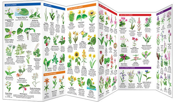 New England Trees &amp; Wildflowers Pocket Guide - Birds Choice