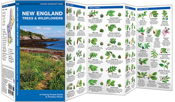 New England Trees &amp; Wildflowers Pocket Guide - Birds Choice