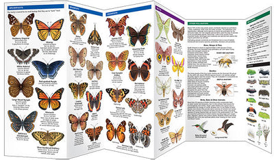 New Jersey Butterflies & Pollinators Pocket Guide