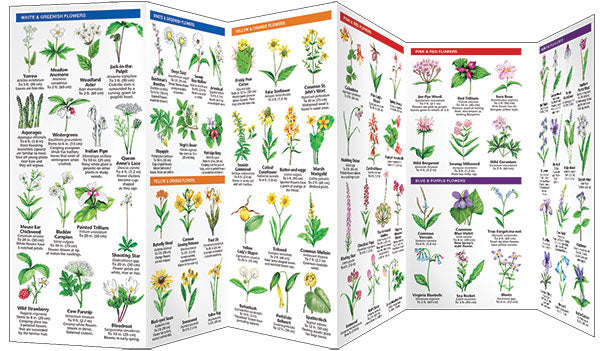 New Jersey Trees & Wildflowers Pocket Guide