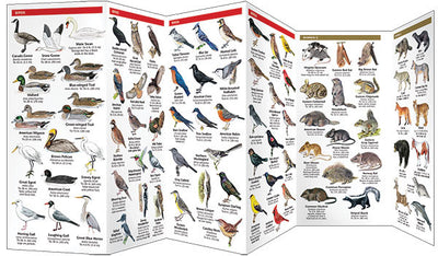 New Jersey Wildlife Pocket Guide