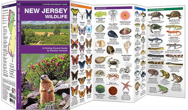 New Jersey Wildlife Pocket Guide - Birds Choice