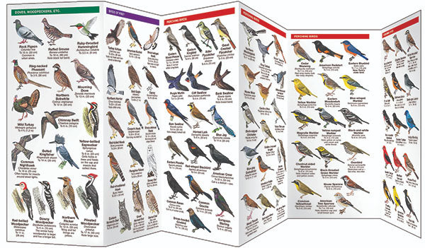 New York State Birds Pocket Guide